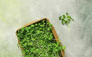 Fresh Greens Prints: Fresh micro-greenery, in a paper container