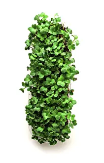 Fresh Produce Prints: Fresh micro-greenery, in a paper container