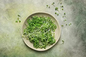 Healthy Meal Concept Prints: Fresh micro-greenery, on a plate
