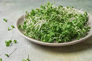 Vegetable Cultivation Prints: Fresh micro-greenery, on a plate