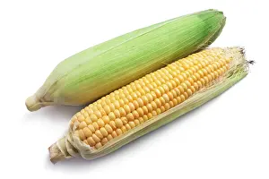 Studio Shot Food Prints: Fresh ripe corn isolated on white background