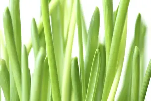 Open Air Plants Prints: Fresh spring plants
