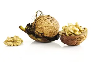 Healthy Eating Nuts Prints: Fresh walnuts