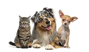 Side By Side Animals Prints: Friendly alert Pets together side by side in a row looking at the camera