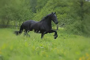 Domestic Horses Prints: Friese, ongoing