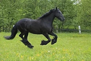 Domestic Horses Prints: Friese, ongoing