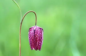 Fritillary Flower Prints: Fritillary