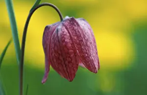 Snakes Head Fritillary Prints: Fritillary