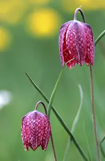 Checkerboard Flower Prints: Fritillary
