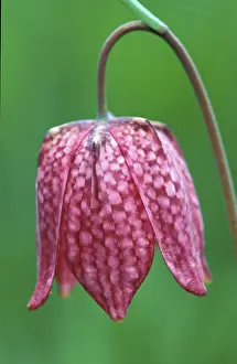 Nature Photography Images Prints: Fritillary