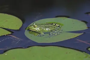 Pond Landscape Photos Prints: Frog on lily leaf