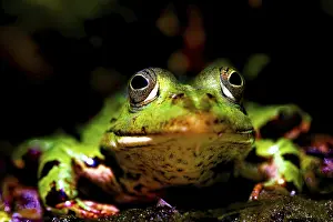 Bavaria Wildlife Images Prints: A frog looking into the camera