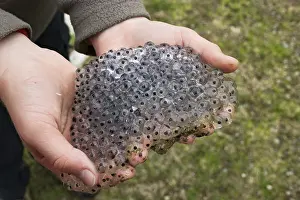 Common Frog Spawn Prints: Frog spawn on child's hands