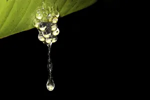Leaf Detail Prints: Frog spawn dropping from a leaf
