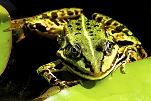 Water Frog Habitat Prints: Frog in front view on green leaf