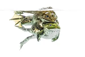 Amphibian Courtship Display Prints: Frogs copulating under clear water