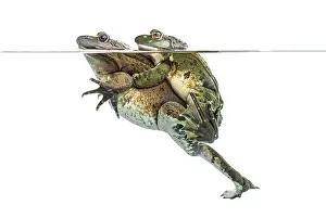 Amphibian Reproduction Prints: Frogs copulating under clear water