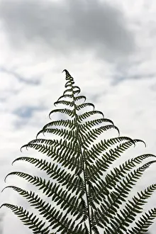 Fern Frond Close Up Prints: Frond