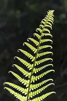 Backlit Fern Prints: Frond, backlit, Germany