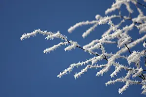 Close Up Winter Scene Prints: Frost-covered branches