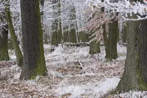 Monochrome Artwork Prints: Frost Covered Forest Print