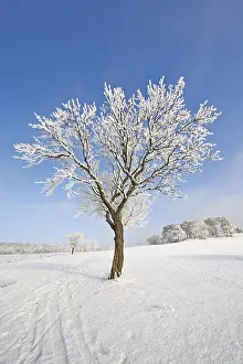 Lower Austria Winter Scene Prints: Frost-covered fruit tree, Schwarzensee