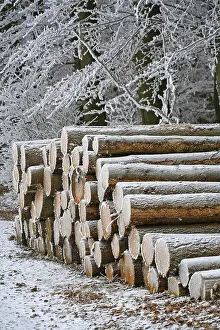 Timber Building Germany Prints: Frost-covered logs stacked along a forest path