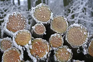 Hoarfrost Forest Prints: Frost-covered logs stacked along a forest path