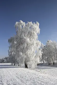 Hoarfrost Trees Prints: Frost-covered trees