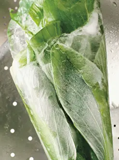 Deserted Vegetable Garden Prints: Frosted Pak Choi