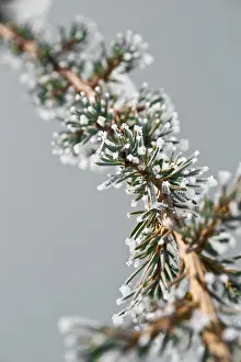 Winter Nature Photography Prints: A frosted pine tree branch
