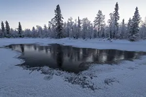 Lapland Province Scenery Prints: Frosted trees on the Jerisjoki River