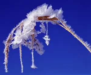 Ice Crystal Patterns Prints: Frostwork on reed