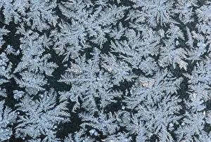 Hoar Frost Images Prints: Frostwork on window