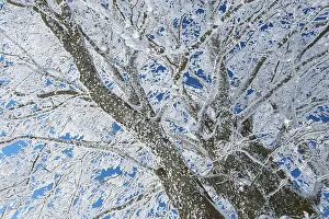 Black Forest Winter Scene Prints: Frosty branches of a beech tree