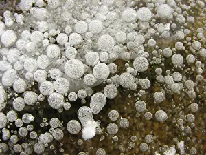 Cold Winter Scene Prints: Frozen air bubbles