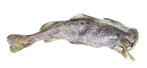 Prints of Frozen headless cod fish isolated on white background Atlantic Cod Prints: Frozen Headless Cod Fish Print on White Background