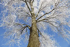 Deserted Winter Landscape Prints: Frozen tree