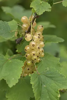 White Currant Prints: Fruit cluster of the white currant (Ribes sativa) on a bush