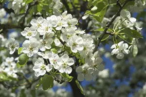 Springtime Flowering Trees Prints: Fruit tree bloom