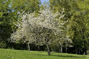 Cherry Blossom Prints: Fruit tree with cherry blossom in spring