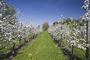 Lake Constance Germany Prints: Fruit tree pruning, fruit trees in bloom