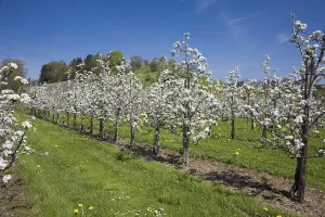 Lake Constance Germany Prints: Fruit tree pruning, fruit trees in bloom