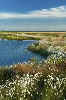 European Botany Photos Prints: Fruiting cotton grass in a bog