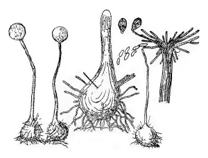 Deserted Mushroom Scene Prints: Fruiting device (perithecium) of the fungus