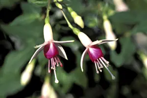 European Summer Flowers Prints: Fuchsia