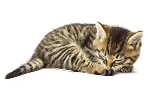 Young Animal Prints: Funny kitten