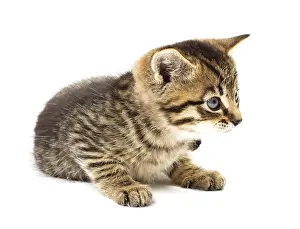 Kitten Studio Photography Prints: Funny kitten