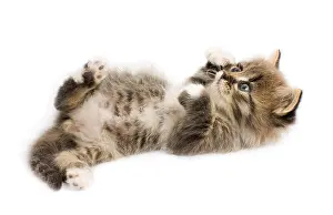Feliformia Animal Prints: Funny kitten