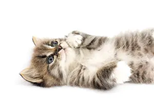 Kitten Studio Photography Prints: Funny kitten